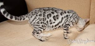 Bengal cat silber rosetted